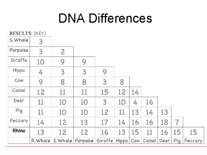 DNA Differences 43 