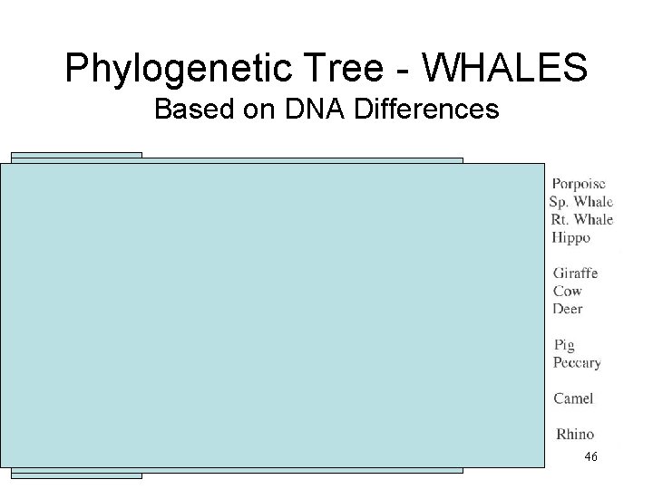 Phylogenetic Tree - WHALES Based on DNA Differences 46 