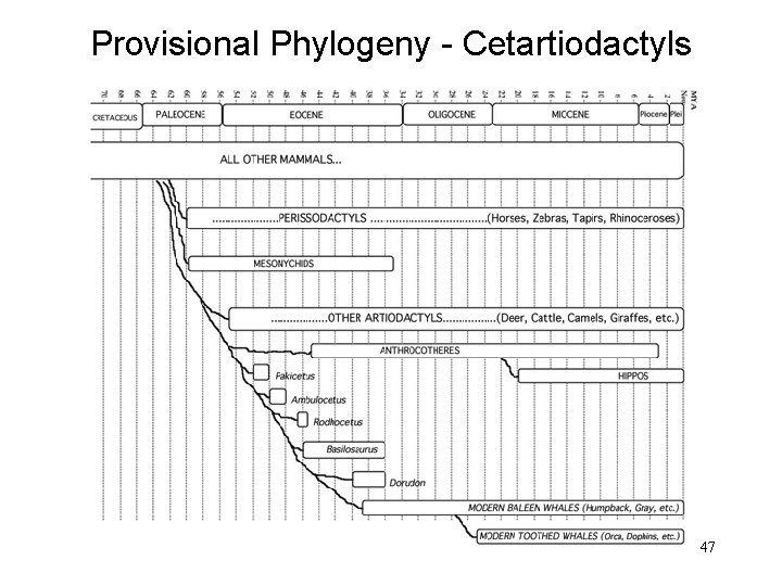 Provisional Phylogeny - Cetartiodactyls 47 