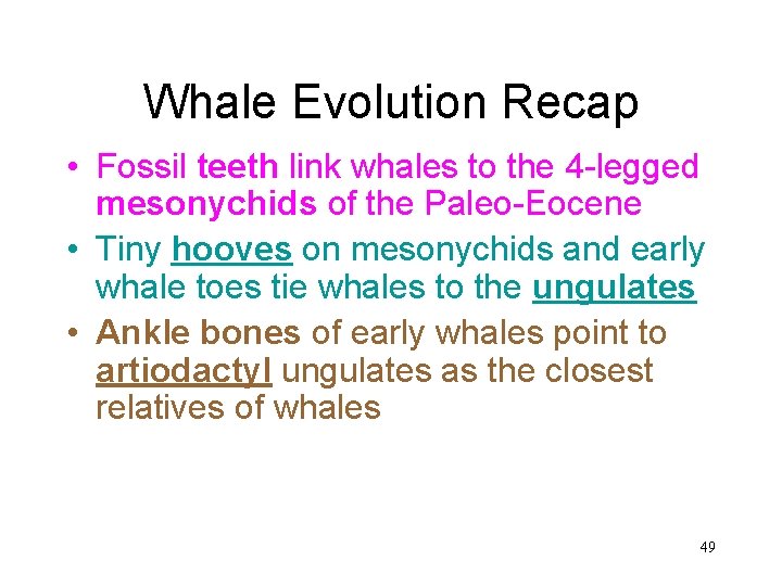 Whale Evolution Recap • Fossil teeth link whales to the 4 -legged mesonychids of