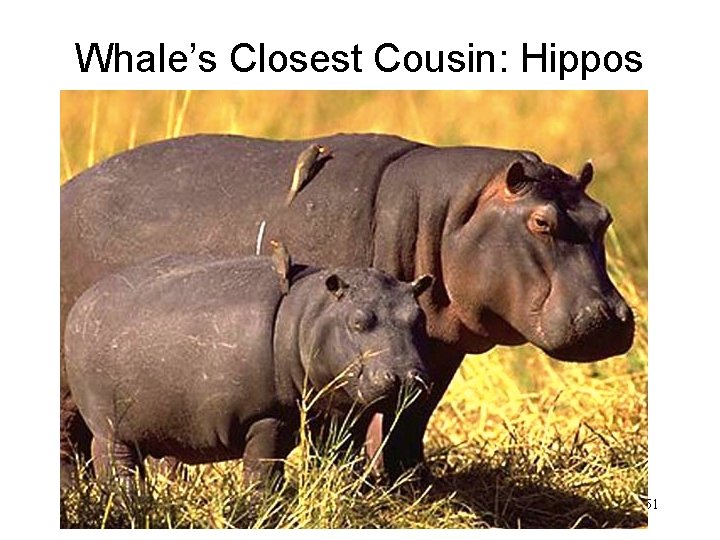 Whale’s Closest Cousin: Hippos 51 