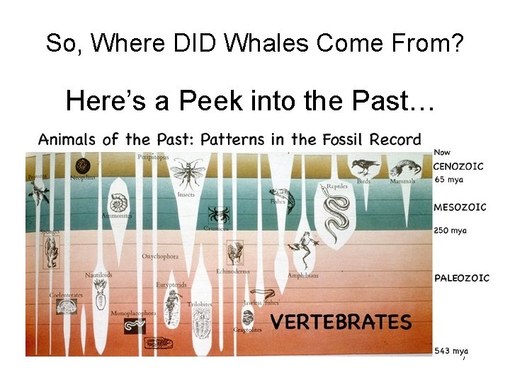 So, Where DID Whales Come From? Here’s a Peek into the Past… 7 