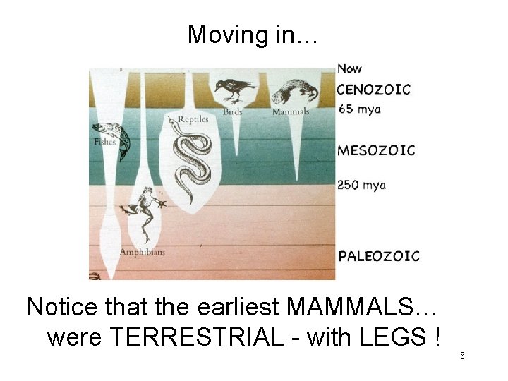 Moving in… Notice that the earliest MAMMALS… were TERRESTRIAL - with LEGS ! 8