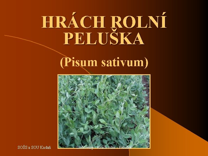 HRÁCH ROLNÍ PELUŠKA (Pisum sativum) SOŠS a SOU Kadaň Luskoviny - Hrách rolní -