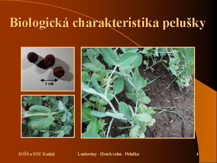 Biologická charakteristika pelušky SOŠS a SOU Kadaň Luskoviny - Hrách rolní - Peluška 4