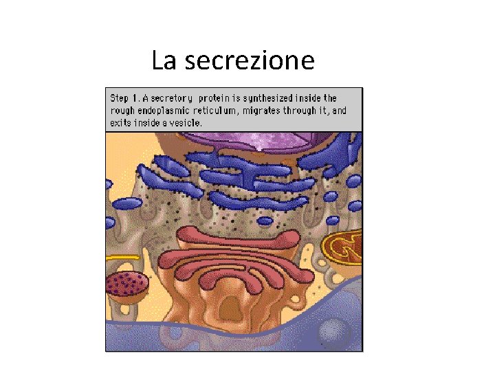 La secrezione 