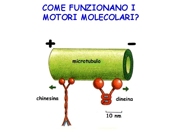 COME FUNZIONANO I MOTORI MOLECOLARI? 