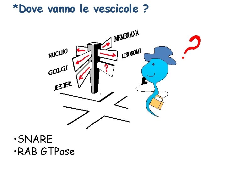 *Dove vanno le vescicole ? • SNARE • RAB GTPase 