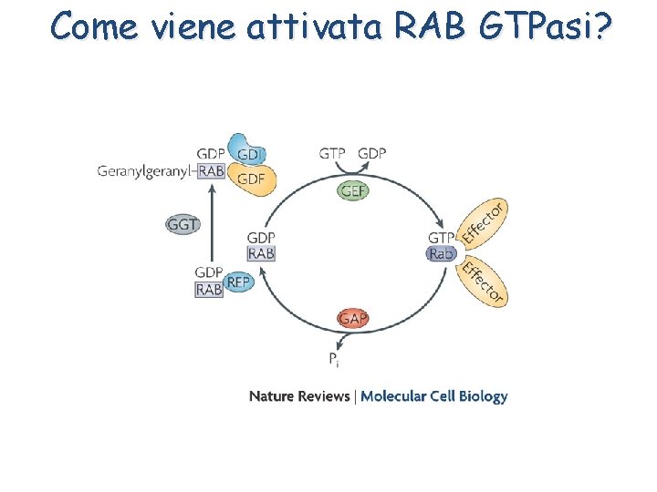 Come viene attivata RAB GTPasi? 