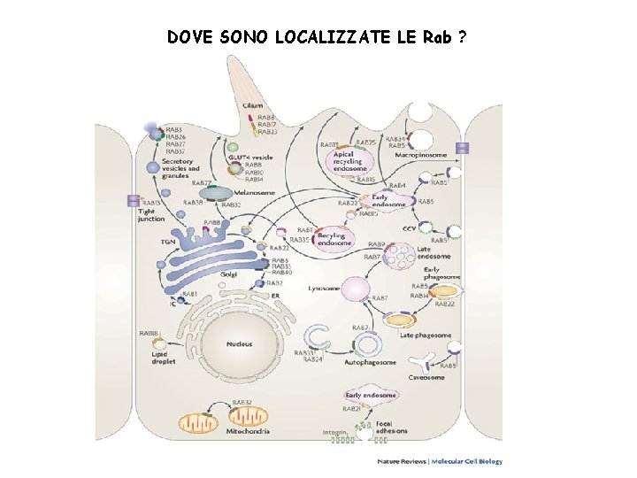 DOVE SONO LOCALIZZATE LE Rab ? 