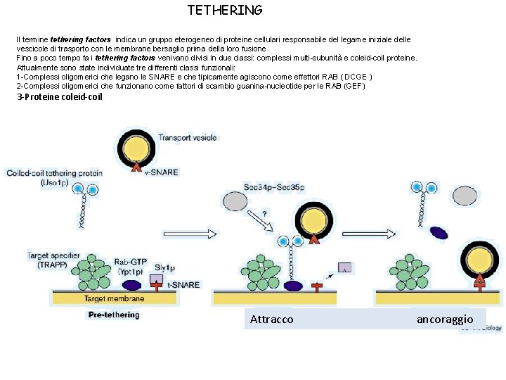 TETHERING Il termine tethering factors indica un gruppo eterogeneo di proteine cellulari responsabile del