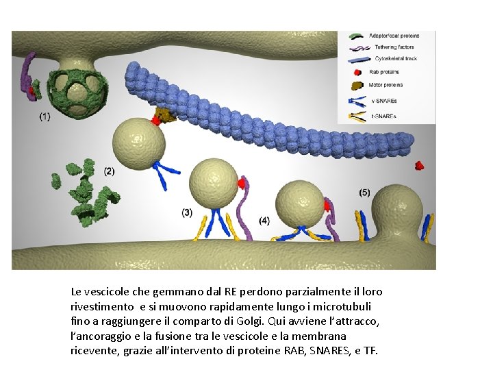 Le vescicole che gemmano dal RE perdono parzialmente il loro rivestimento e si muovono