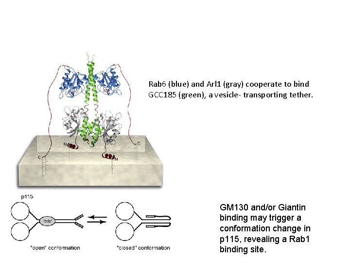 Rab 6 (blue) and Arl 1 (gray) cooperate to bind GCC 185 (green), a
