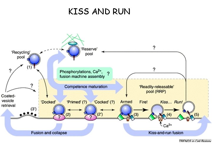 KISS AND RUN 