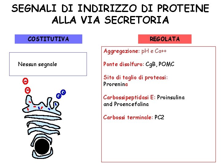 SEGNALI DI INDIRIZZO DI PROTEINE ALLA VIA SECRETORIA COSTITUTIVA REGOLATA Aggregazione: p. H e