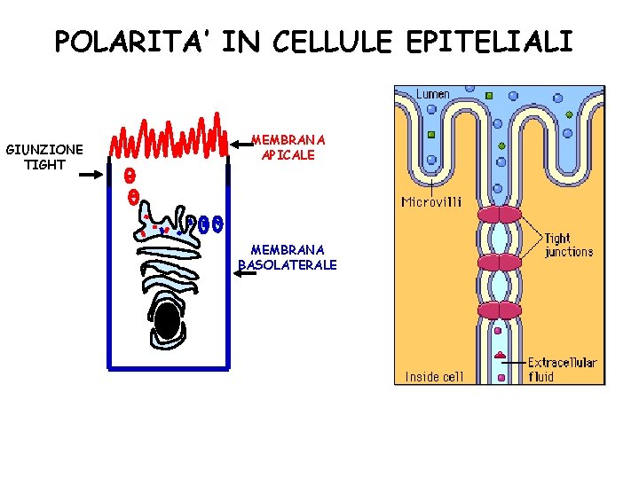 POLARITA’ IN CELLULE EPITELIALI GIUNZIONE TIGHT MEMBRANA APICALE MEMBRANA BASOLATERALE 