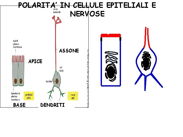 POLARITA’ IN CELLULE EPITELIALI E NERVOSE ASSONE APICE BASE DENDRITI 