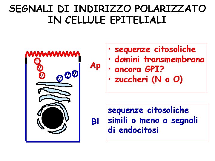 SEGNALI DI INDIRIZZO POLARIZZATO IN CELLULE EPITELIALI • • Ap • • Bl sequenze