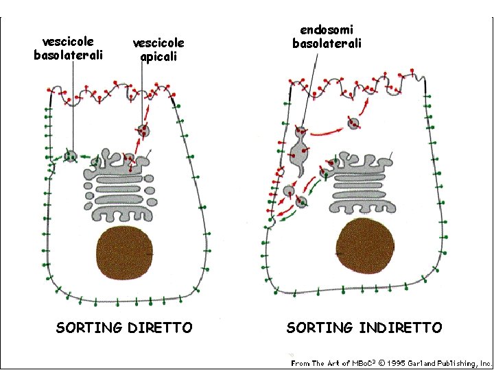 vescicole basolaterali vescicole apicali SORTING DIRETTO endosomi basolaterali SORTING INDIRETTO 