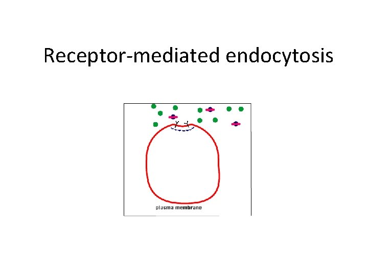 Receptor-mediated endocytosis 