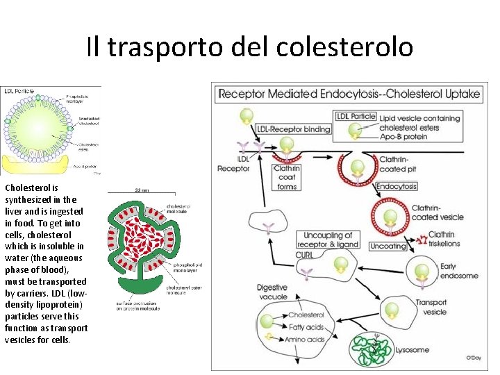 Il trasporto del colesterolo Cholesterol is synthesized in the liver and is ingested in