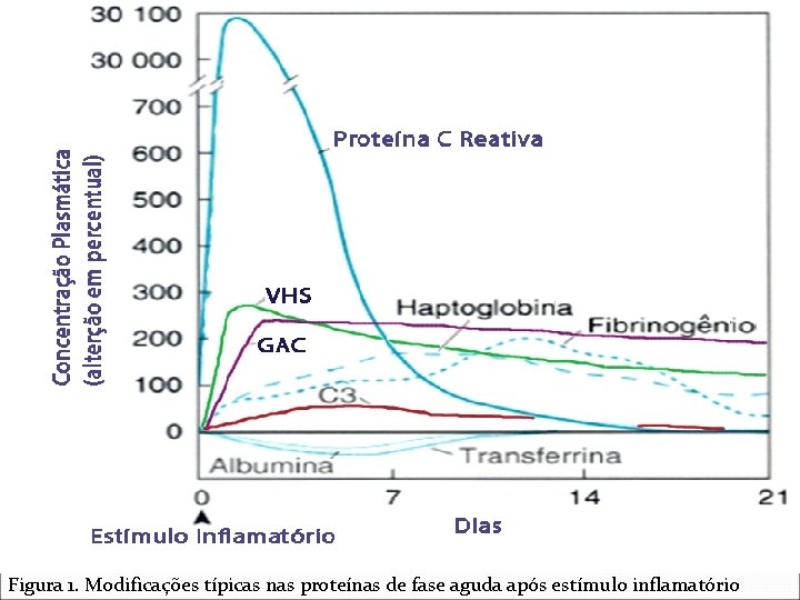 Figura 1. Modificações típicas nas proteínas de fase aguda após estímulo inflamatório Figura 1. Modificações típicas nas proteínas de fase aguda após estímulo inflamatório