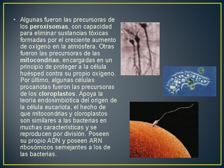  • Algunas fueron las precursoras de los peroxisomas, con capacidad para eliminar sustancias