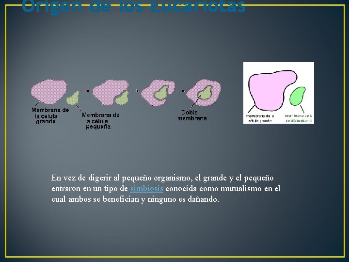 Origen de los Eucariotas En vez de digerir al pequeño organismo, el grande y