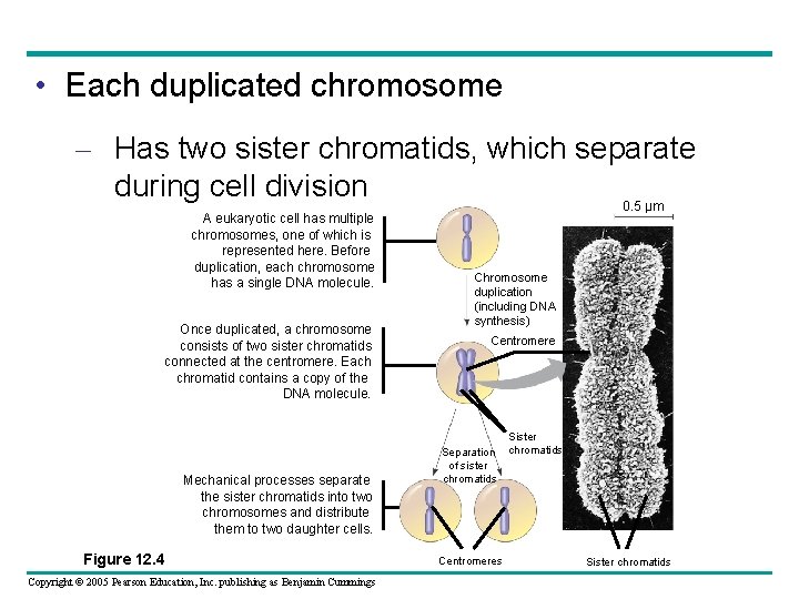  • Each duplicated chromosome – Has two sister chromatids, which separate during cell