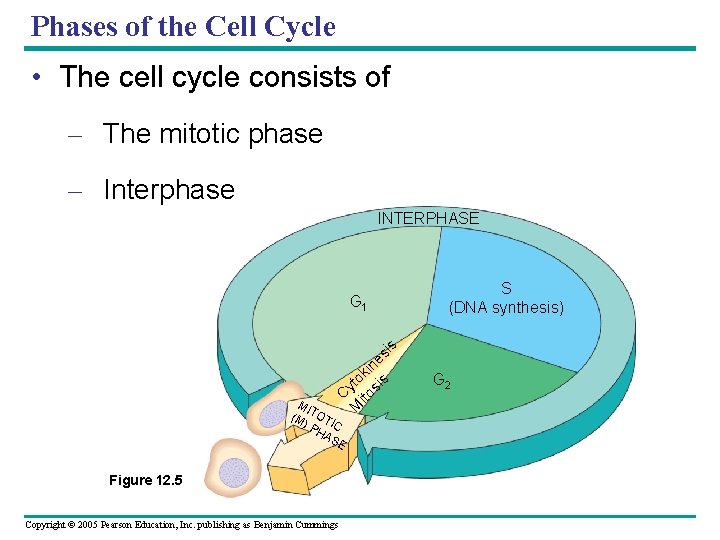 Phases of the Cell Cycle • The cell cycle consists of – The mitotic