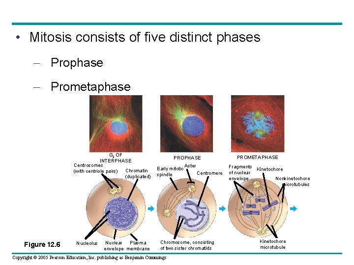  • Mitosis consists of five distinct phases – Prophase – Prometaphase G 2