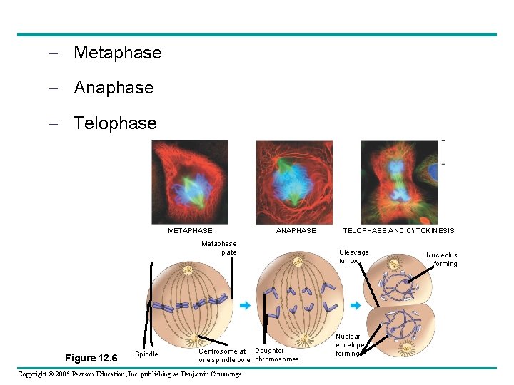 – Metaphase – Anaphase – Telophase METAPHASE ANAPHASE Metaphase plate Figure 12. 6 Spindle