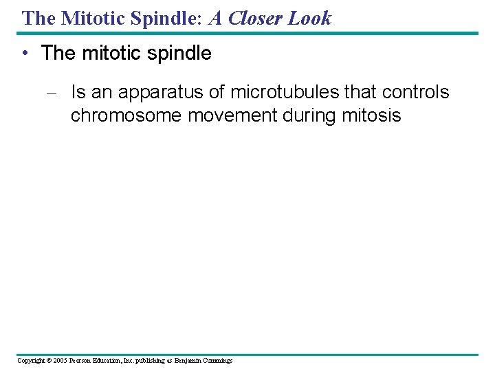 The Mitotic Spindle: A Closer Look • The mitotic spindle – Is an apparatus