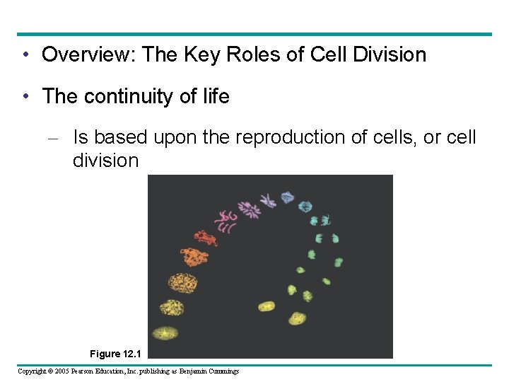  • Overview: The Key Roles of Cell Division • The continuity of life