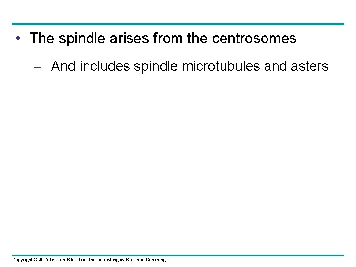  • The spindle arises from the centrosomes – And includes spindle microtubules and