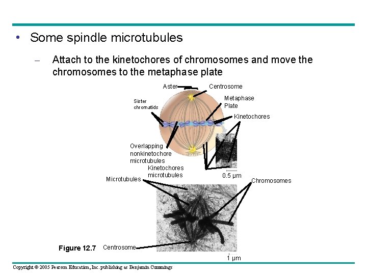  • Some spindle microtubules – Attach to the kinetochores of chromosomes and move