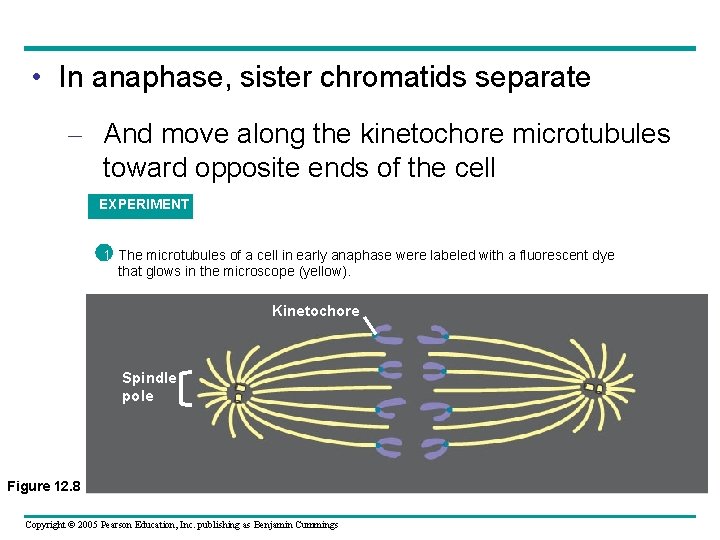  • In anaphase, sister chromatids separate – And move along the kinetochore microtubules