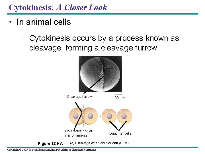 Cytokinesis: A Closer Look • In animal cells – Cytokinesis occurs by a process