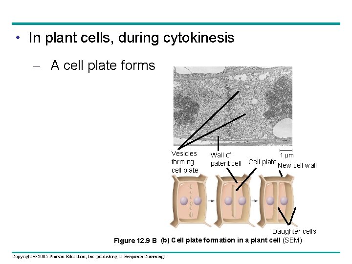  • In plant cells, during cytokinesis – A cell plate forms Vesicles forming