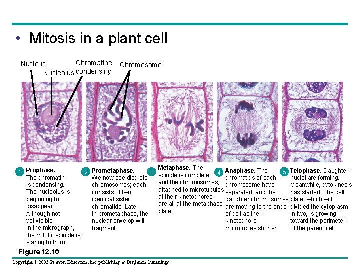  • Mitosis in a plant cell Chromatine Nucleus Nucleolus condensing Chromosome 2 Prometaphase.