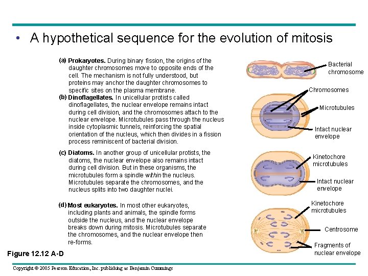  • A hypothetical sequence for the evolution of mitosis (a) Prokaryotes. During binary