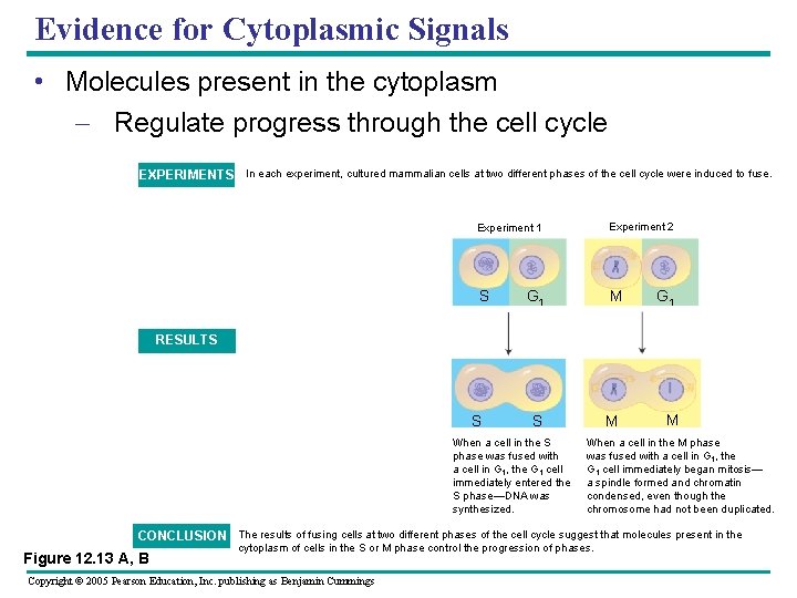 Evidence for Cytoplasmic Signals • Molecules present in the cytoplasm – Regulate progress through