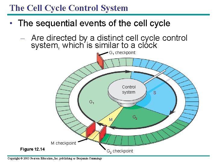 The Cell Cycle Control System • The sequential events of the cell cycle –