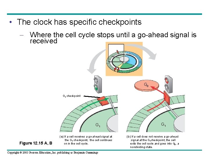  • The clock has specific checkpoints – Where the cell cycle stops until