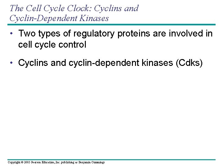 The Cell Cycle Clock: Cyclins and Cyclin-Dependent Kinases • Two types of regulatory proteins