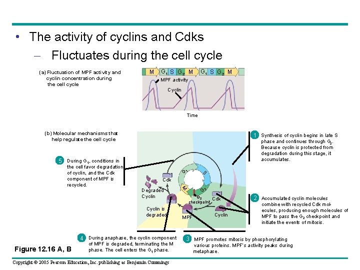  • The activity of cyclins and Cdks – Fluctuates during the cell cycle