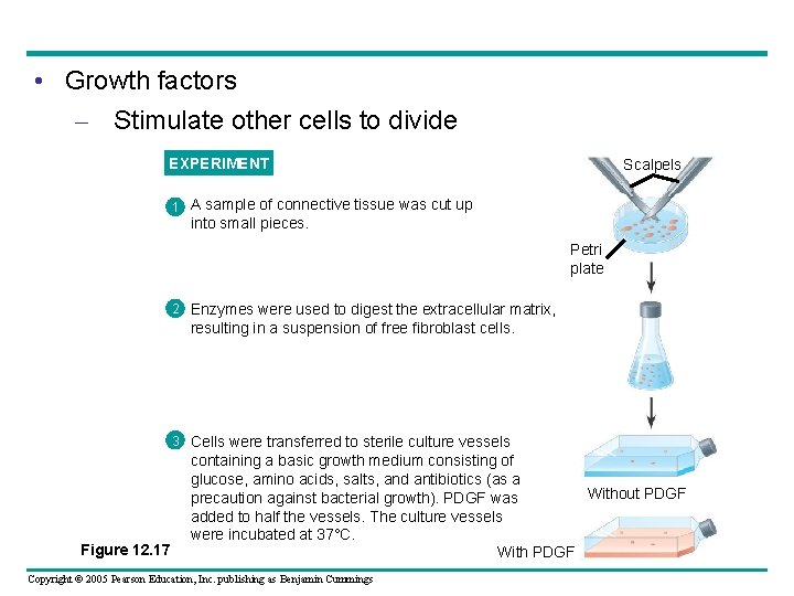  • Growth factors – Stimulate other cells to divide EXPERIMENT Scalpels 1 A