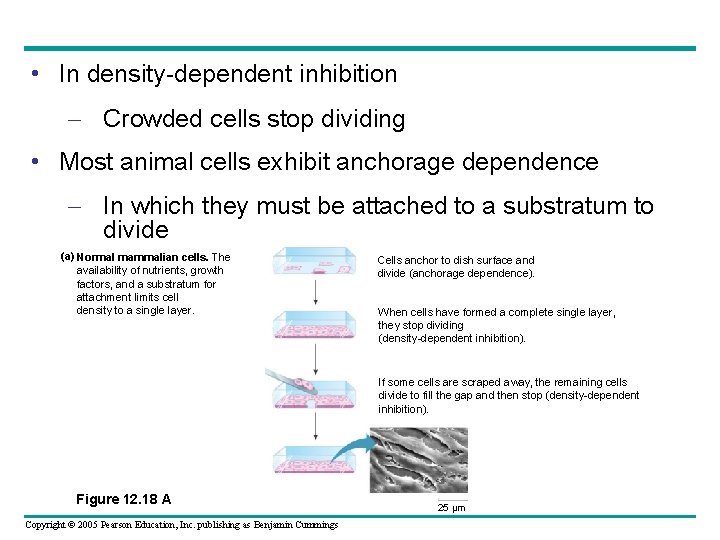  • In density-dependent inhibition – Crowded cells stop dividing • Most animal cells