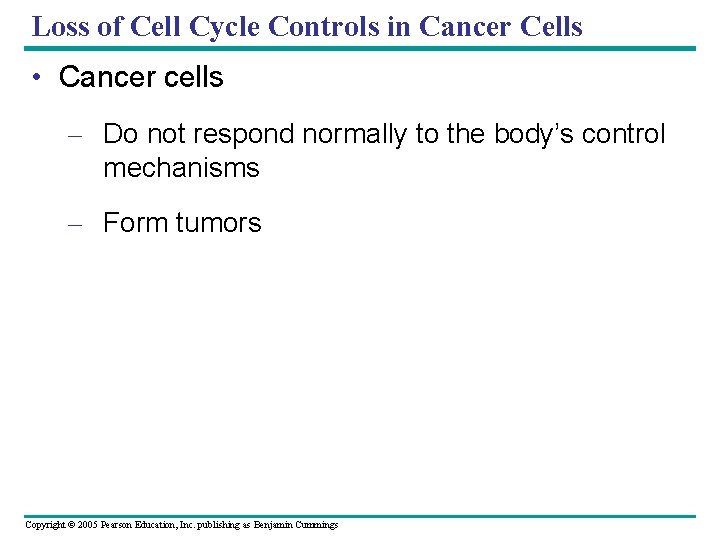 Loss of Cell Cycle Controls in Cancer Cells • Cancer cells – Do not