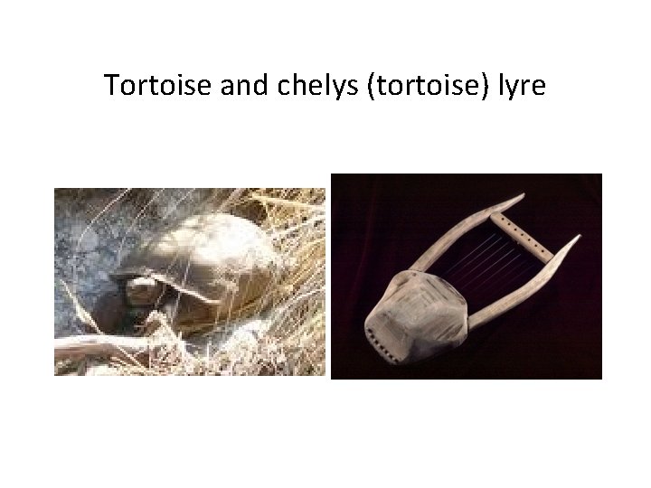 Tortoise and chelys (tortoise) lyre 